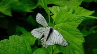 İki kelebekler Siyah Damarlı Beyaz Aporia crataegi parkta yeşil yaprakları üzerinde çiftleme. Evlilik oyunları ve böcek cinsel ilişki. Böcek dünyasında aşk kavramı yaz zamanı ardor