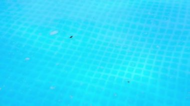 Yüzme havuzunda kirli su. Mote, çöp ve böcekler mavi suyun yüzeyinde