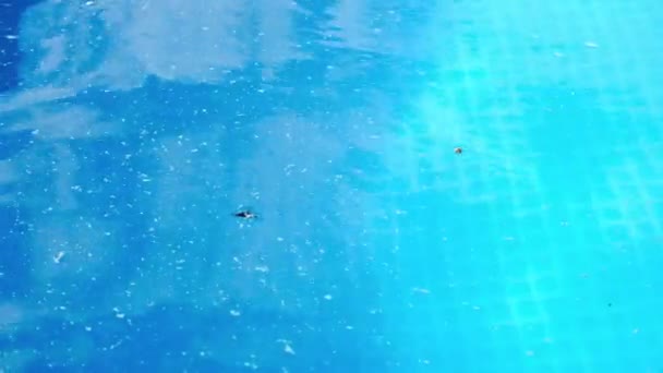 Smutsigt vatten i poolen. Gräs, skräp och insekter på ytan av det blå vattnet — Stockvideo