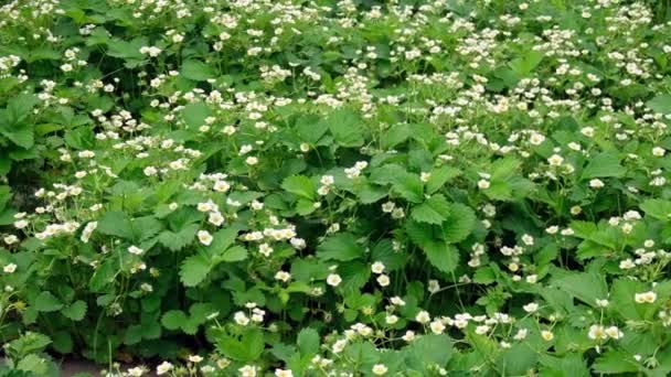 Strawberry bushes in bloom. Many small white flowers on green bushes in the garden. Outdoor strawberry cultivation in agriculture — Stock Video