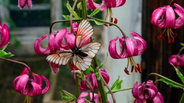 Két pillangók fekete-erezetű fehér Aporia crataeg párosodás vörös virágok parkban. A házassági játékok és a rovarok közösülés. Koncepció nyári idő hévvel a szerelem rovar világ — Stock videók
