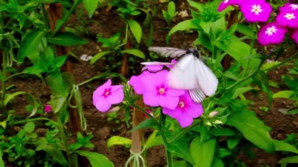 Deux papillons Aporia crataeg blanc à nervure noire s'accouplent sur des fleurs rouges dans le parc. Jeux matrimoniaux et rapports sexuels d'insectes. Concept heure d'été ardeur de l'amour dans le monde des insectes — Video