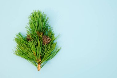 Mavi arka planda koniler ile doğal dökmeyen sedir Branche. Kopyalama alanı üst görünüm şablon tasarım, davetiye, kartpostal için