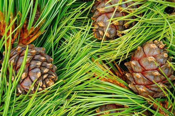 Ramos de cedro perenes naturais com cones fundo, textura — Fotografia de Stock