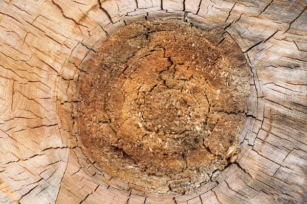 Tronco de árvore de seção transversal, close-up textura de corte de madeira, fundo — Fotografia de Stock