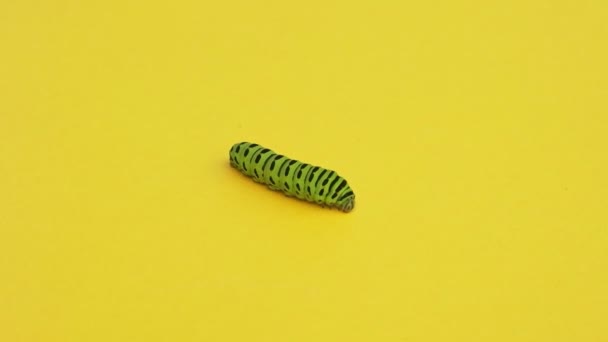 Зеленая Гусеница Ласточкохвостая Ползает Фоне Желтой Бумаги — стоковое видео