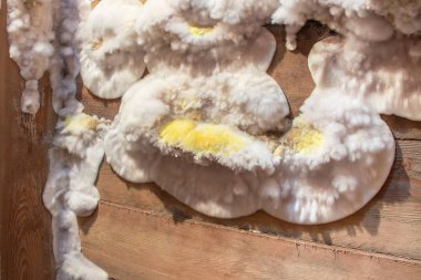 Kilerde ahşap tahta üzerinde beyaz sarı kabarık küf mantar, tavan arası, konut binasında bodrum.