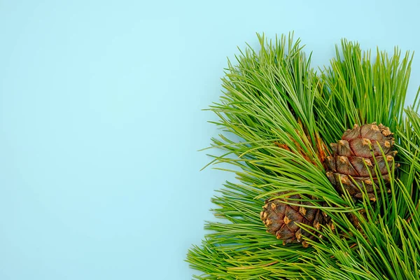 Ramos Cedro Perenes Naturais Com Cones Fundo Azul — Fotografia de Stock