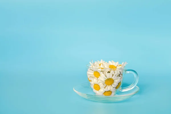 Margarita Flor Manzanilla Taza Sobre Fondo Azul — Foto de Stock