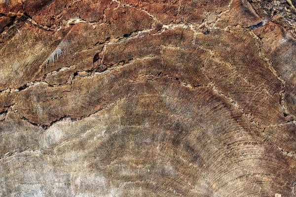Superfície Árvore Rachada Velha Como Fundo Madeira Natural Textura — Fotografia de Stock
