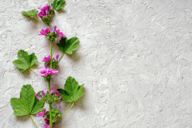 Metin için kopya alanı ile gri taş arka plan üzerinde mor çiçekler ve yeşil yaprakları ile şube kenarlığı. Tasarım, davetiye, kartpostal için Üst görünüm Düz lay Şablonu