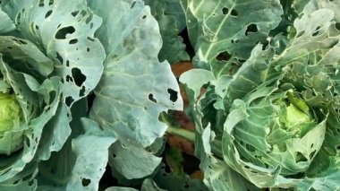 Böceklerden zarar gören lahana. Kafası ve lahana yaprakları delikte, larva kelebekleri ve tırtıllar tarafından yeniyor. İşgalin sonuçları Kelebekler Pieris Sutyen