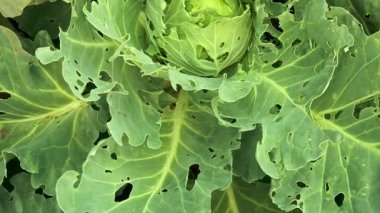 Böceklerden zarar gören lahana. Kafası ve lahana yaprakları delikte, larva kelebekleri ve tırtıllar tarafından yeniyor. İşgalin sonuçları Kelebekler Pieris Sutyen