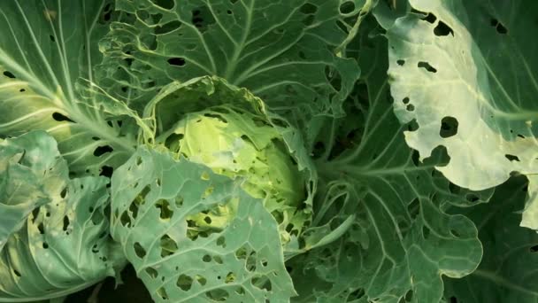 Kool beschadigd door insecten ongedierte close-up. Kop en bladeren van kool in gat, opgegeten door larven, vlinders en rupsen. Gevolgen van de invasie vlinders Pieris brassicae — Stockvideo