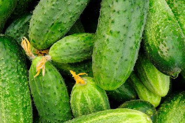 Green fresh cucumbers closeup as background, texture clipart