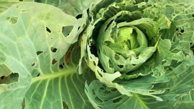 Böceklerden zarar gören lahana. Kafası ve lahana yaprakları delikte, larva kelebekleri ve tırtıllar tarafından yeniyor. İşgalin sonuçları Kelebekler Pieris Sutyen