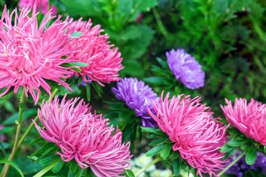 Pembe, bir yaz gününde bahçede mor aster çiçekleri, kopya alanı