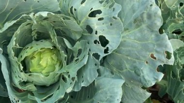Böceklerden zarar gören lahana. Kafası ve lahana yaprakları delikte, larva kelebekleri ve tırtıllar tarafından yeniyor. İşgalin sonuçları Kelebekler Pieris Sutyen