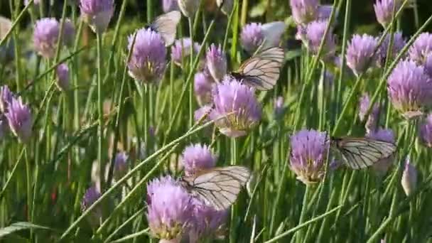 Kelebekler parkta mor çiçek Allium schoenoprasum chive üzerinde oturan. Siyah Damarlı Beyaz Aporia crataegi nektar toplar — Stok video