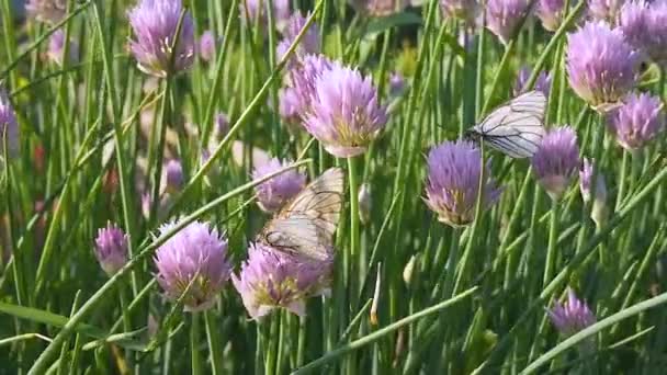 Schmetterlinge sitzen auf lila Blume allium schoenoprasum Schnittlauch im Park. schwarz-geäderter weißer aporia crataegi sammelt Nektar — Stockvideo
