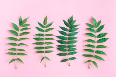 Metin için kopya alanı ile pembe arka plan üzerinde yeşil yapraklarıçerçeve. Üst görünüm, düz döşeme, tasarım için şablon