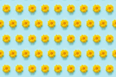 Çiçek deseni. Mavi arka planda doğal sarı çiçekler. Dizaynınız için şablon Üst Görünüm Düz Yatay.
