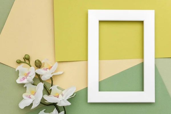 Quadro Branco Ramo Flor Orquídea Fundo Papel Sombras Verdes Geométricas — Fotografia de Stock