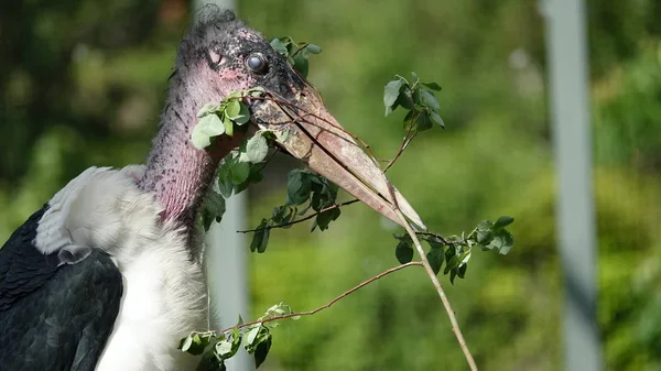 自分の巣の枝とアフリカハゲコウ — ストック写真