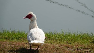 Bir kaz, riverside Antwerp, Belçika.