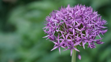 Antwerp bahçesinde mor bir çiçek kafa.