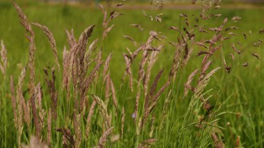Belçika 'da bir alanda uzun çim.