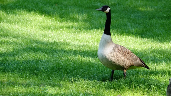 Canada Goose Parku Antverpách Belgie — Stock fotografie