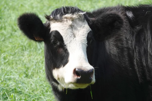 ベルギーの黒と白の牛の肖像画 — ストック写真