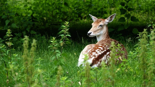 Een Hert Opleggen Aan Een Veld België — Stockfoto