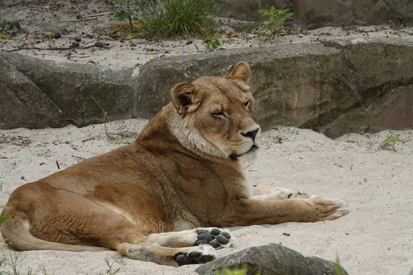 Žena Lev Zoo Antverpách Belgie — Stock fotografie