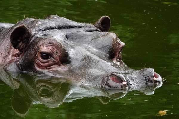 Une Photo Hippopotame Zoo Anvers Belgique — Photo