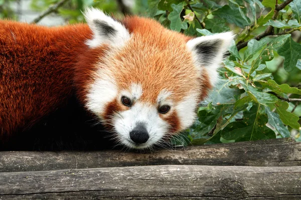 Een Rode Panda Dierentuin Antwerpen België Stockfoto