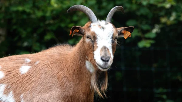 Horned Goat Park Antwerp Belgium — Stock Photo, Image