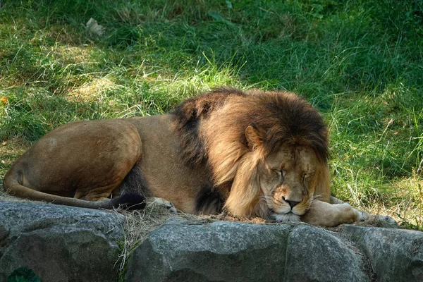 Muž Lev Zoo Antverpách Belgie — Stock fotografie