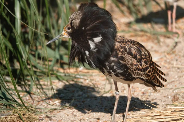 Mężczyzna Ruff Zoo Antwerpii Belgia — Zdjęcie stockowe