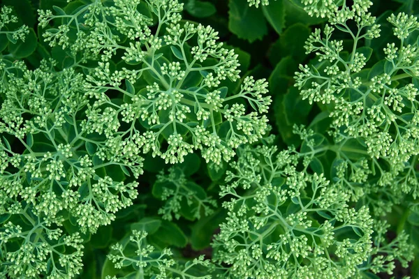 Groene Succulente Installatie Een Park België — Stockfoto