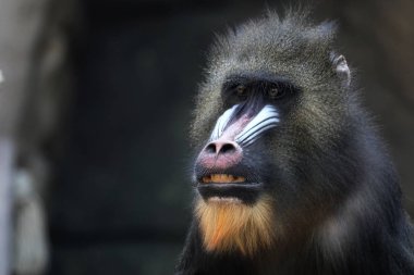 Bir Mandrill'di portresi