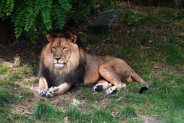 León Macho Descansando Mirando —  Fotos de Stock