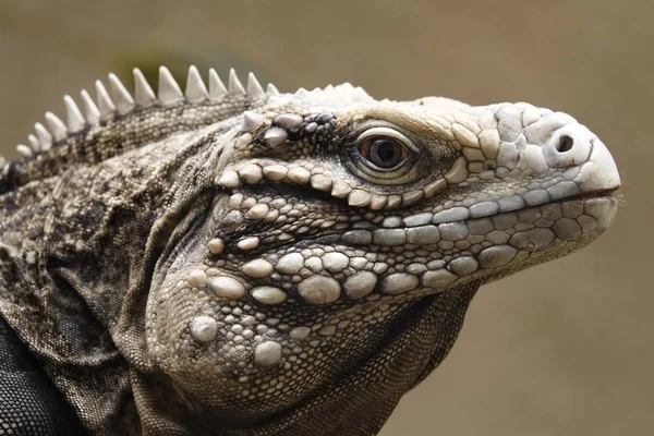 Head Cuban Rock Iguana — Stock Photo, Image