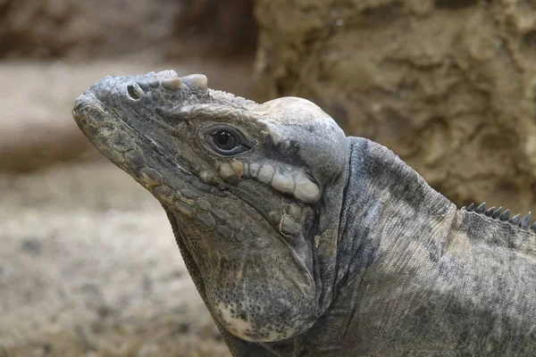 Portrait Lizard — Stock Photo, Image