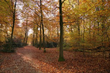 Sonbahar bir parkta Antwerp, Belçika.