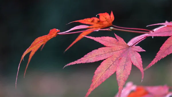 Feuilles Automne Dans Parc Anvers Belgique — Photo