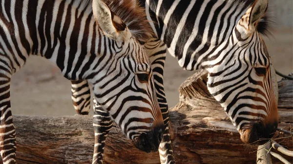 Two Zebras Looking Food — Stock Photo, Image