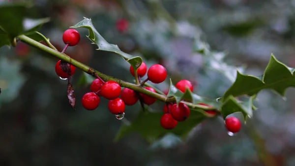 Green Leaves Berries Winter — Stock Photo, Image