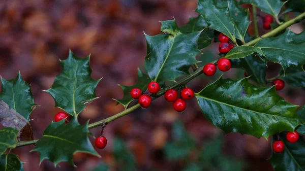 Kışın yeşil yapraklar ve meyveler.